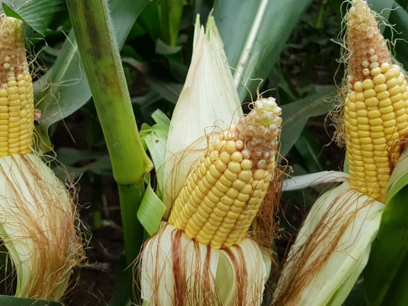Coahuayutla principal productor de maíz de temporal en Guerrero