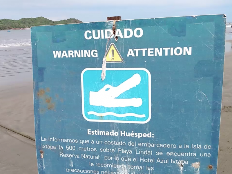 Cocodrilo ahuyenta a turistas en playa Linda