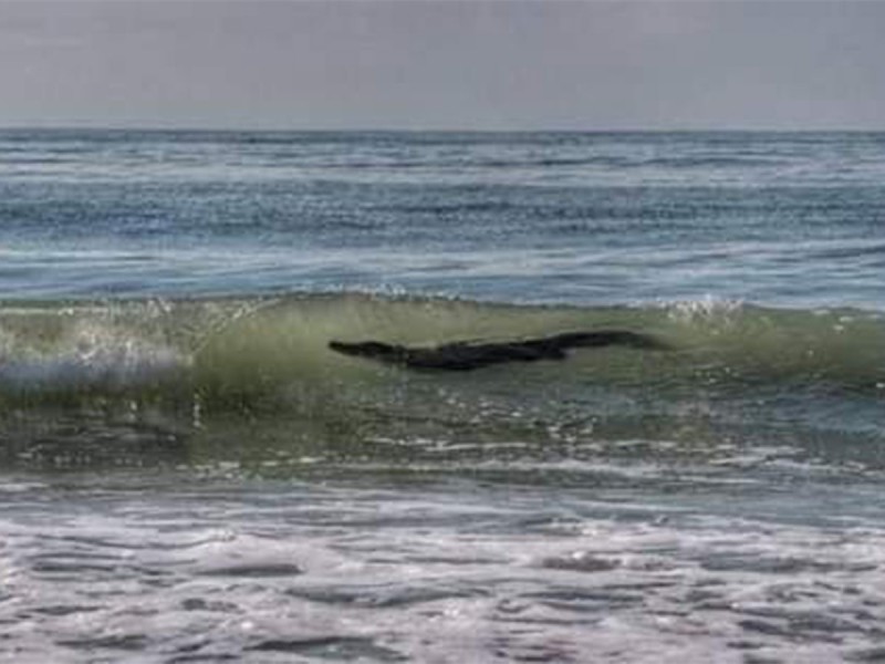 Cocodrilo aparece en playa de Acapulco; alarma a visitantes