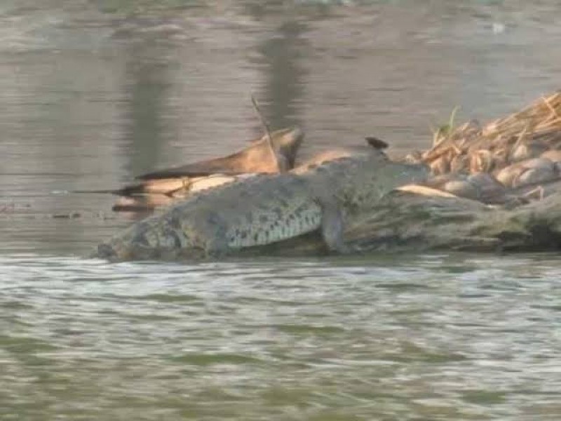 Cocodrilo de la Laguna del Malibrán será reubicado