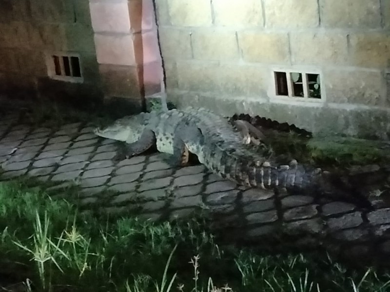 Cocodrilo deambulaba por calles de Nuevo Vallarta. Ya fue reubicado