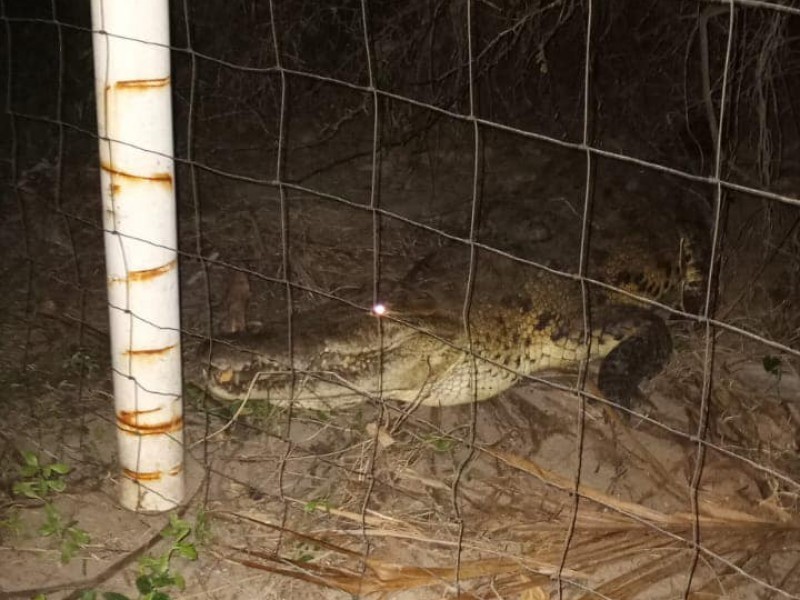 Cocodrilo entra a Casa habitación en San Blas