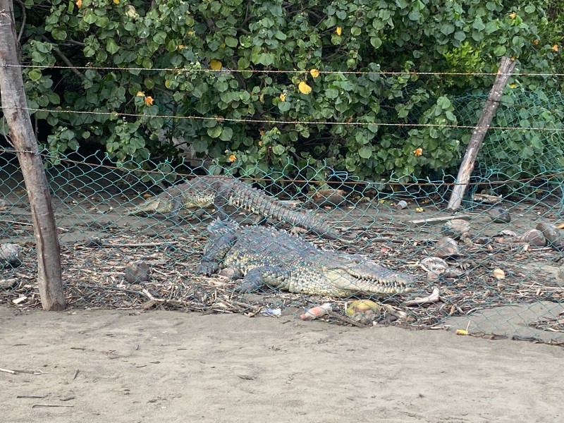 Cocodrilos comenzarán a salir de los esteros por anidación