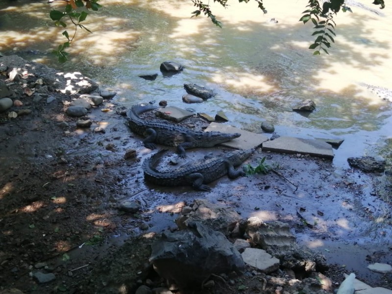 Cocodrilos de playa Linda siguen sueltos; todavía no serán capturados