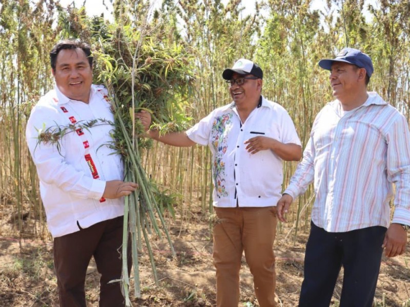 COFEPRIS desmiente autorización de cultivo de cannabis en Oaxaca