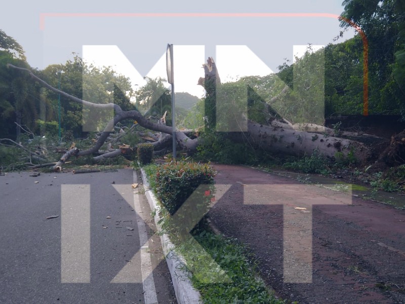 Colapsa parota en zona residencial de Ixtapa