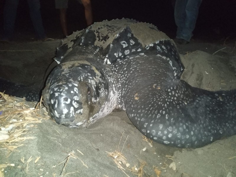 Colectan huevos de tortuga laúd en Chiapas