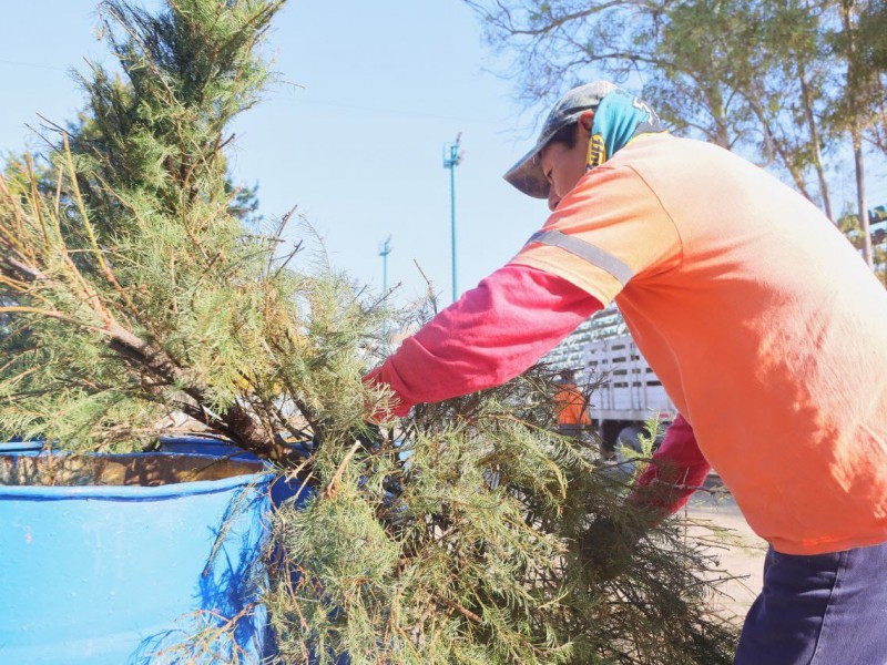 Colectarán arbolitos navideños en Corregidora