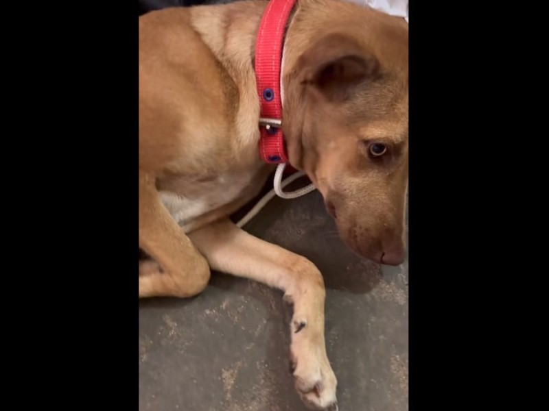 Colectivo repudia liberación de hombre acusado de abuso sexual contra una perrita