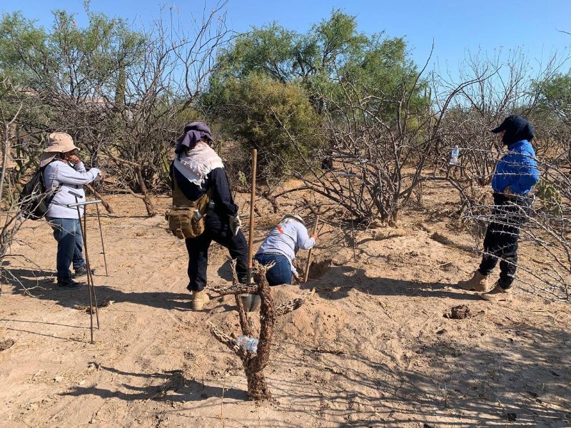 Colectivos de búsqueda se deslindan de relación con narcomantas