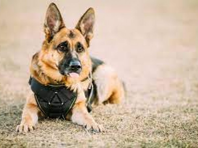 Colectivos  de búsquedas siguen en la espera del canino