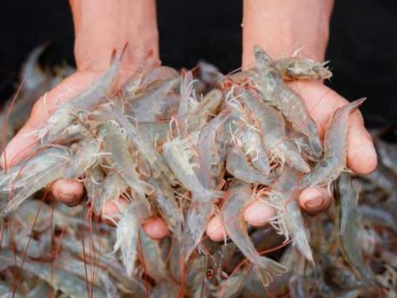 Colima 5° lugar nacional en producción de camarón
