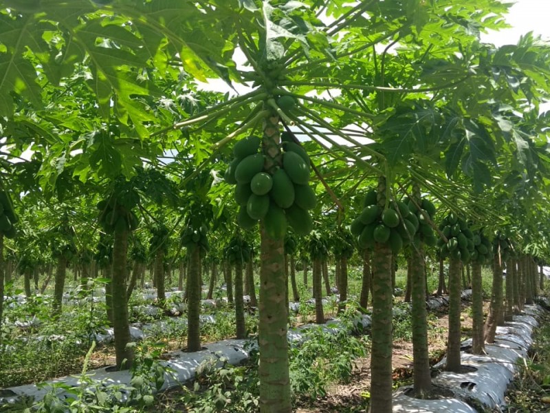 Colima continúa al frente en producción de papaya