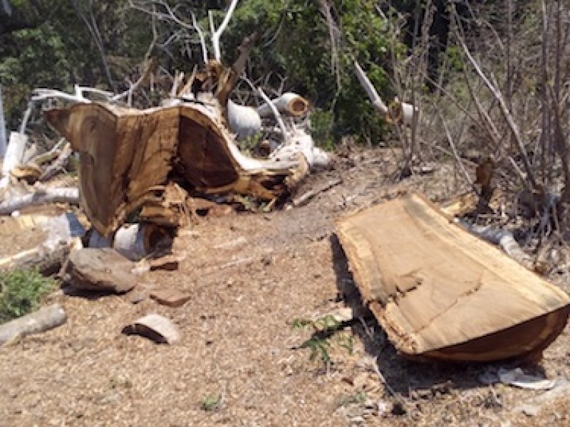 Colima fuera del contexto nacional en talas ilegales