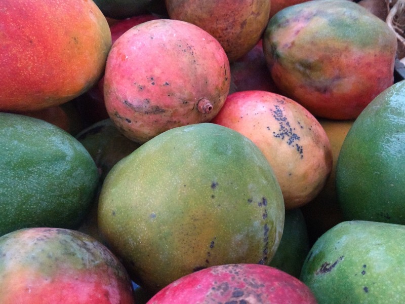 Colima octavo productor nacional de mango