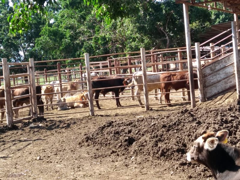 Colima produce 200 mil cabezas de ganado anuales