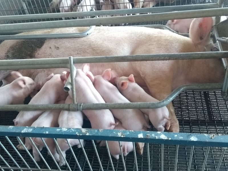 Colima produce 100 mil cerdos al año
