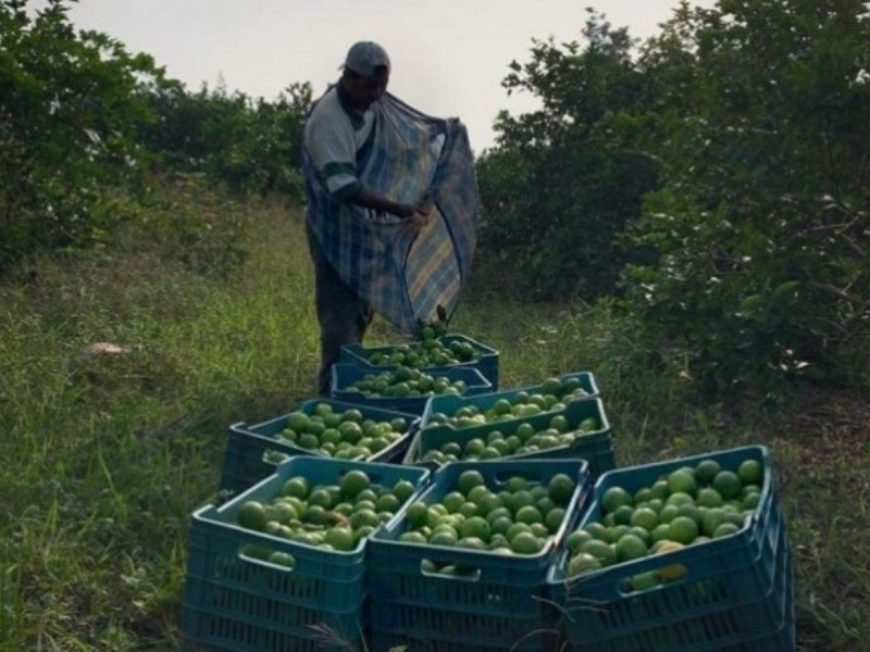 Colima reporta caída histórica en la producción de limón