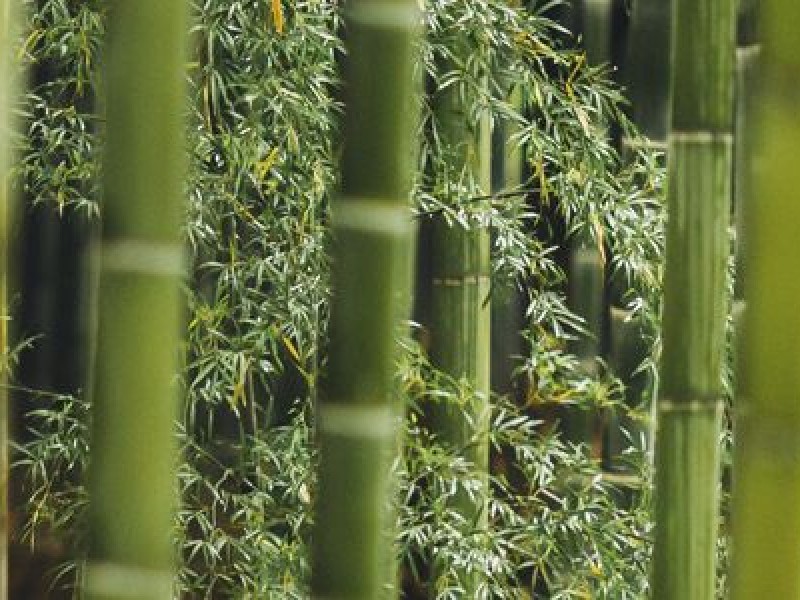 Colima, séptimo lugar en producción de bambú