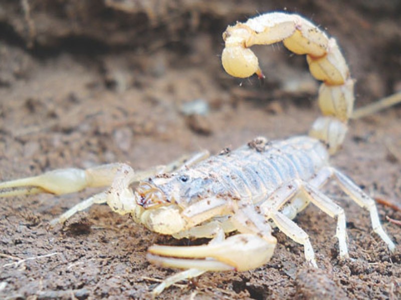Colima tiene los alacranes más tóxicos del país: especialista