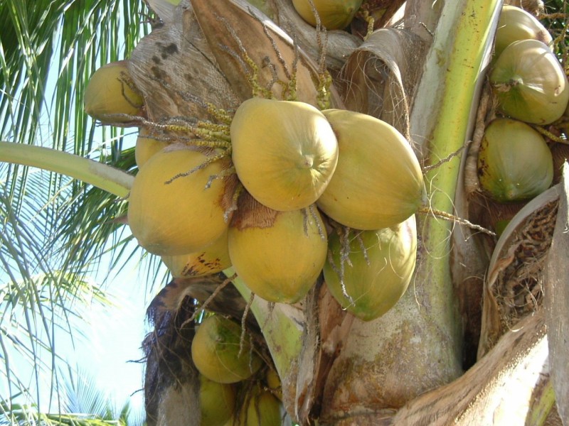 Colima tiene potencial para el cultivo de coco