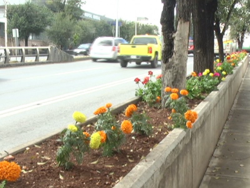 Colocación de flores es gasto menor menores: MejíaHaro