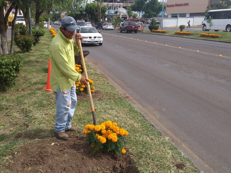 Colocan 2800 plantas cempasúchitl en jardines piedadenses