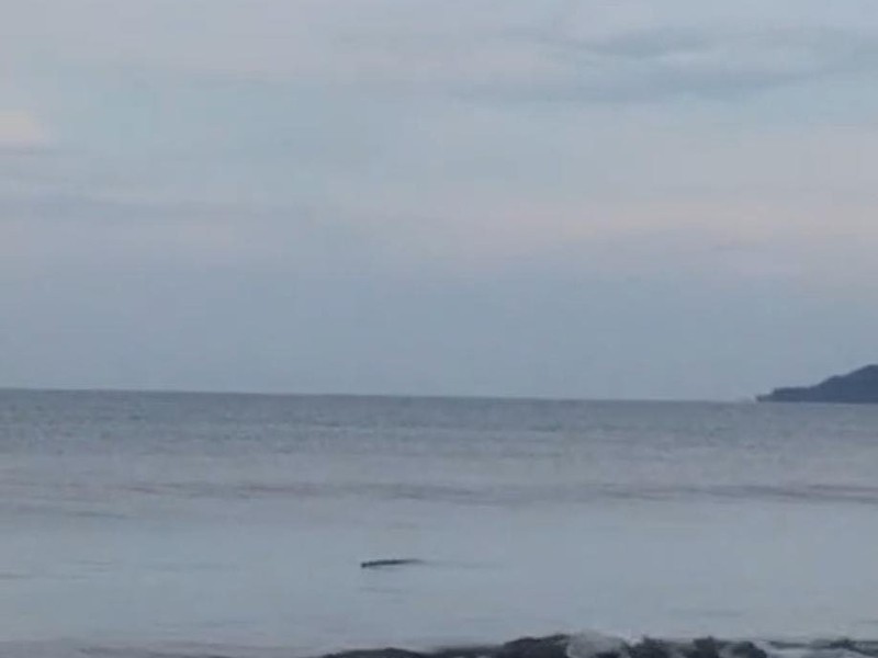 Colocan bandera morada por cocodrilo en playa de BadeBa