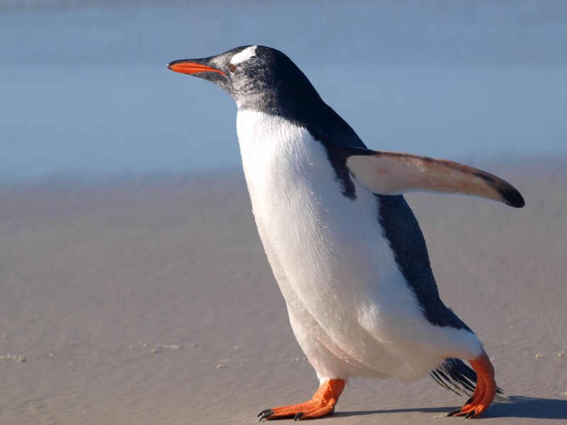 Colocan cámara en pingüino y captan cómo se alimenta