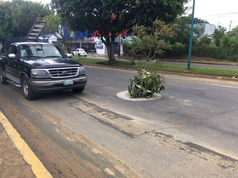 Colocan ramas ante falta de alcantarilla en Arco Sur