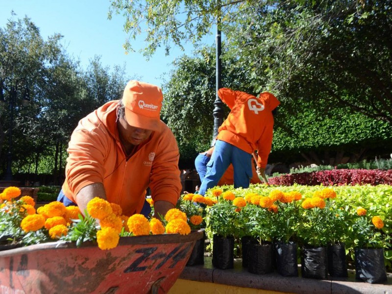 Colocarán 52 mil plantas de cempasúchil en la capital