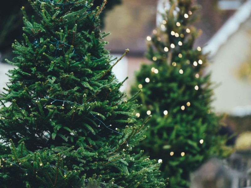 Colocarán centro de acopio para árboles de navidad