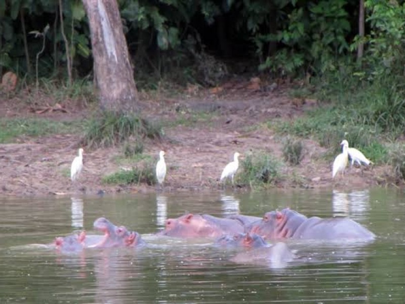 Colombia incluirá a los hipopótamos en lista de especies invasoras