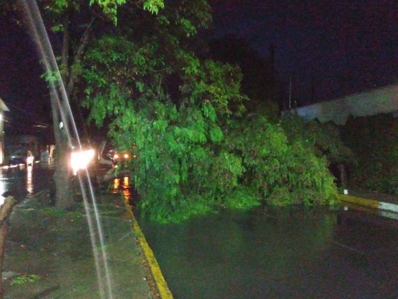 Colonias sin luz y árboles caídos dejó lluvia