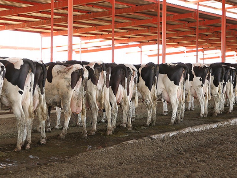 Comarca Lagunera; principal cuenca lechera en Latinoamérica