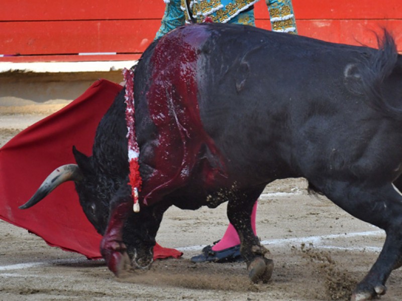 Combate al maltrato animal por tauromaquia, sigue pendiente en Chiapas