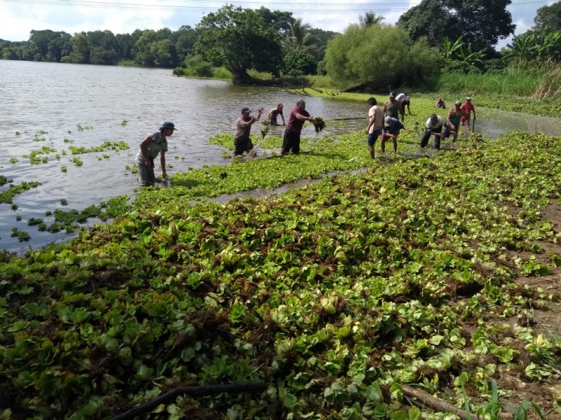 Combaten de nuevo la Lechuguilla en Higueral