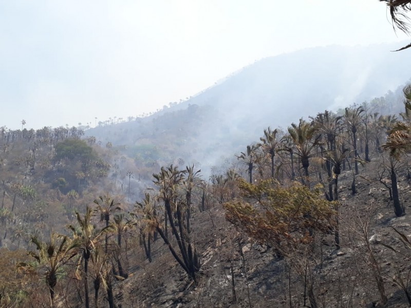 Combaten incendio en el cerro del Barrigón