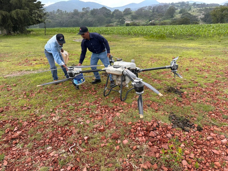 Combaten plaga en cultivos de maíz en Acambay