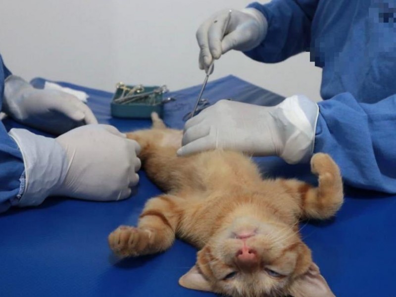 Comenzará mega campaña de esterilización de mascotas en TGZ