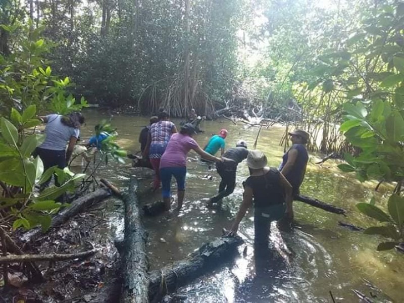 Comenzará programa de conservación de manglares