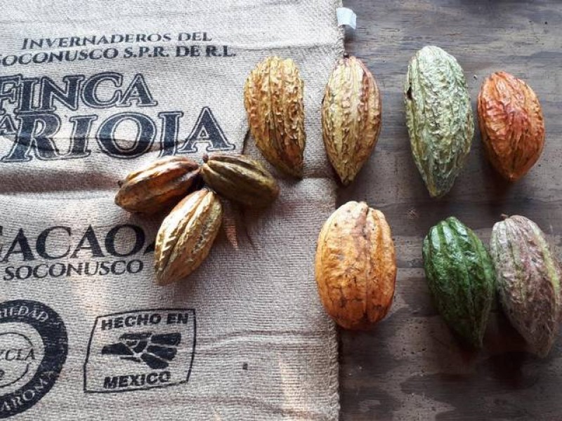 Comenzó 1er Festival Internacional del Cacao en Tuxtla Chico