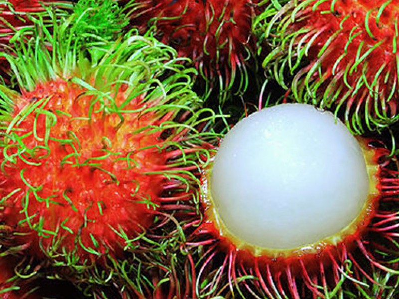 Comenzó cosecha y comercialización de rambután en el Soconusco