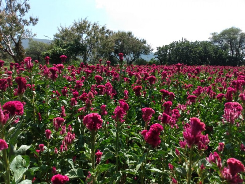 Comercializan flor de terciopelo productores de Huaquechula