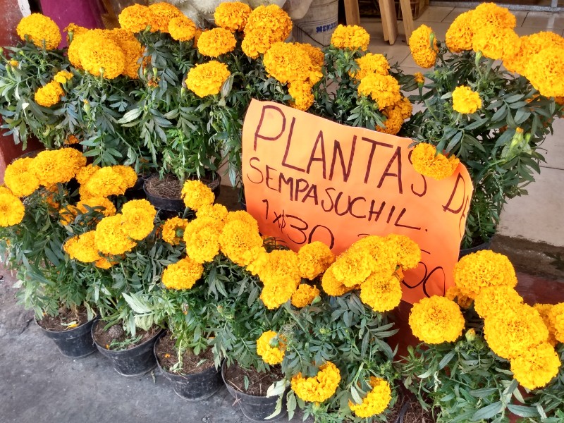 Comerciantes de flores esperan repunte en ventas