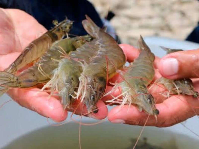 Comerciantes de mariscos se ven afectados por la veda camaronera