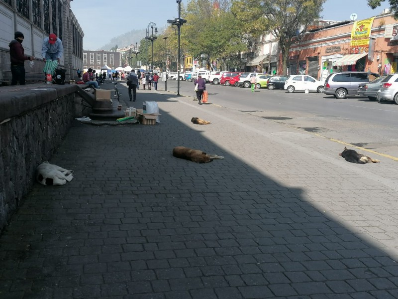 Comerciantes piden retirar jauría de perros en Toluca
