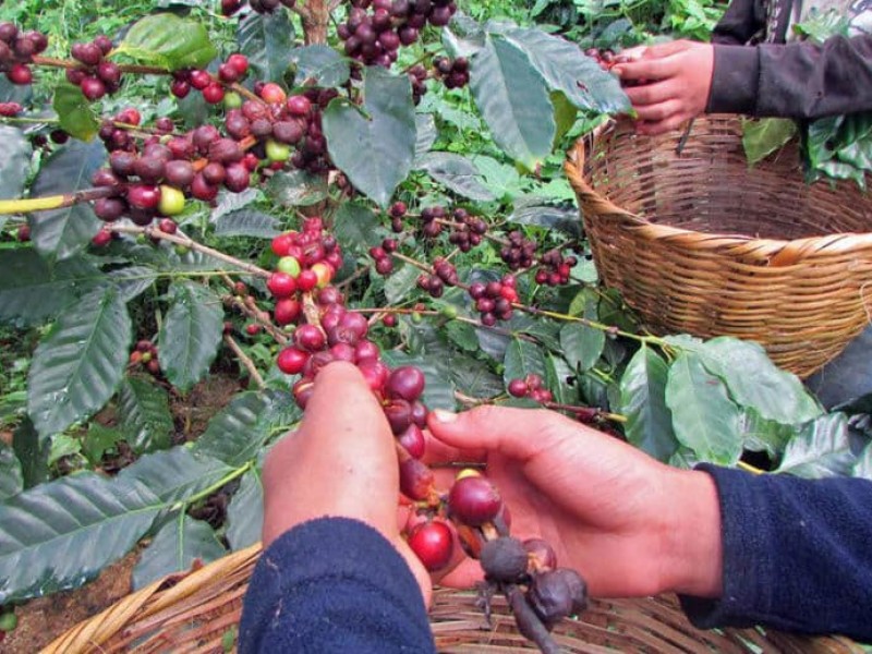 Comienza a escasear mano de obra en el campo chiapaneco