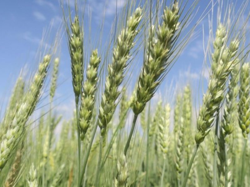 Comienza el primer cultivo de trigo en el municipio