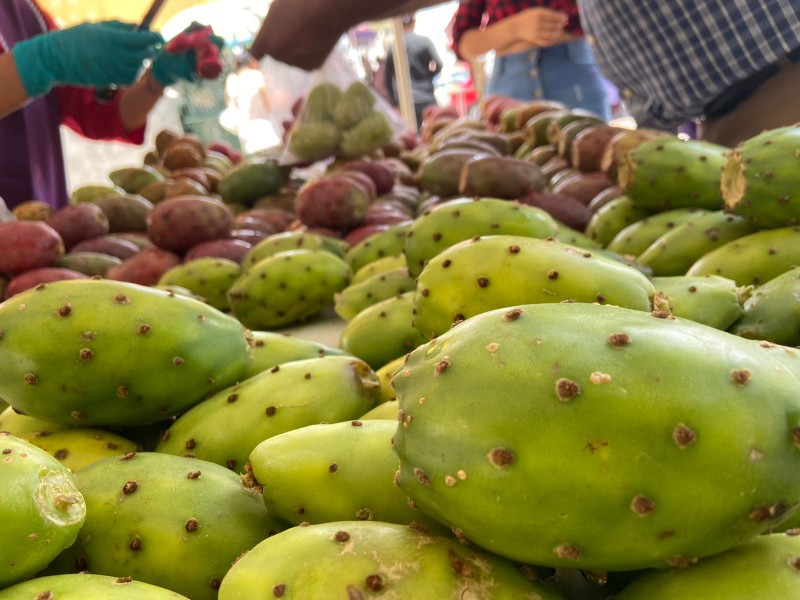 ¡Comienza la temporada de tunas en Zacatecas!